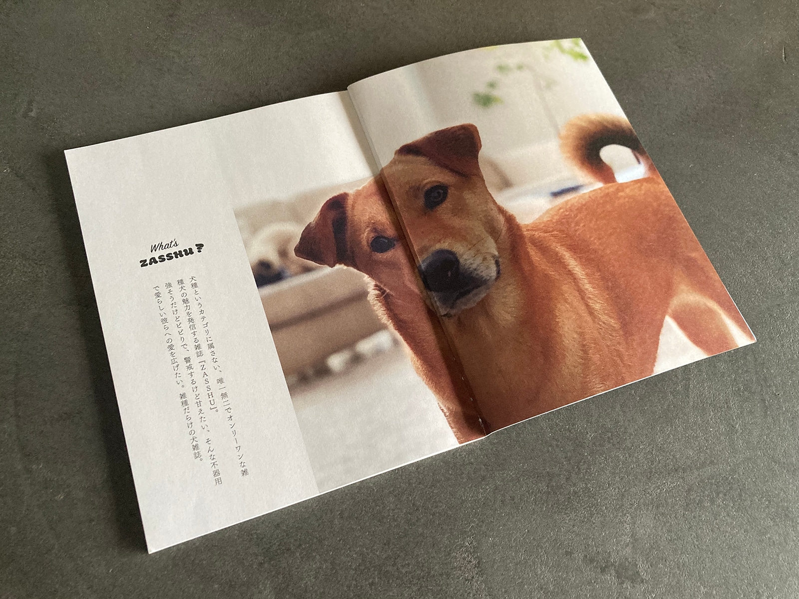 ZASSHUとは